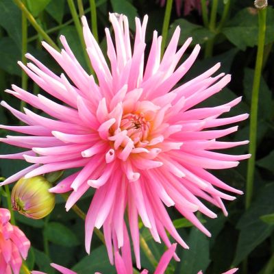 Dahlia cact. Park Princess