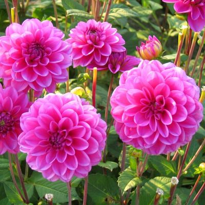 Dahlia dec. Thoma Edison