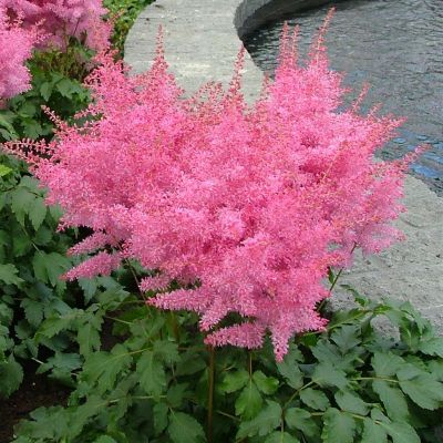 Astilbe Pink