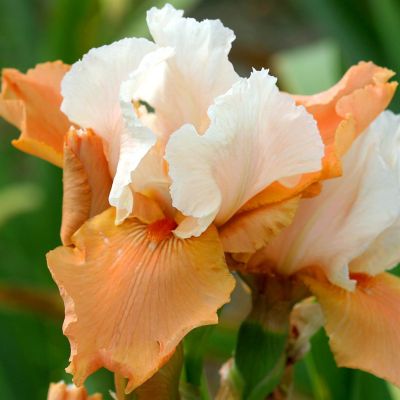 Iris barbata Blazing Sun Rise