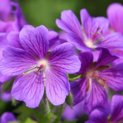 Geranium  Johnson's Blue Closeup