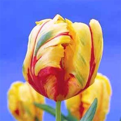 Tulip parrot Texas flame Tulip parrot Texas flame