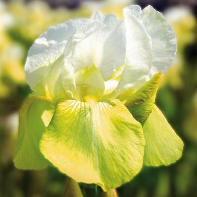 Iris barbata Tulip Festival Iris barbata Tulip Festival