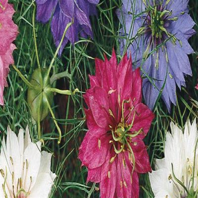 1 4535 Nigella Love in a mist