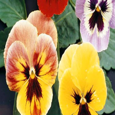 3 5145 Viola Pansy 'Aalsmeer Giants'