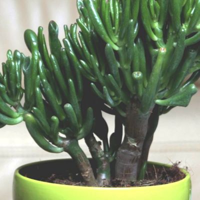 crassula gollum crassula gollum