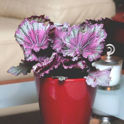 Begonia Purpe