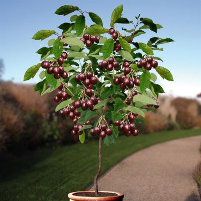 Prunus a. Sunburst struik v2 Prunus a. Sunburst struik v2