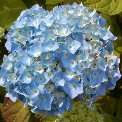 hydrangea nikko blue