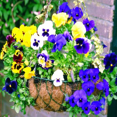 Basket Viola grootbloemig Basket Viola grootbloemig