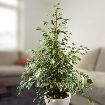 ficus benja twilight v2