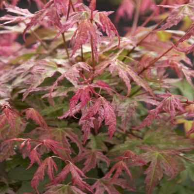 Acer palmatum Phoenix
