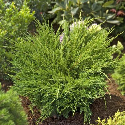Juniperus horizontalis Andorra Compact