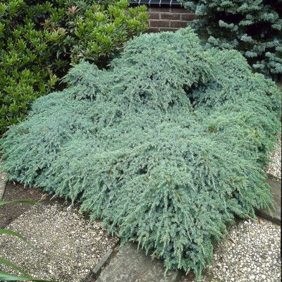 Juniperus Squamata Blue Carpet