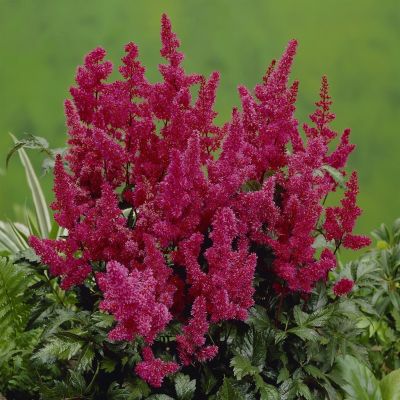 Astilbe Fiery Red v2