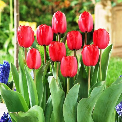 Tulip Darwin Hybride Impression Red Tulip Darwin Hybride Impression Red