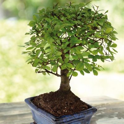 Ulmus parvifolia pot15cm broom style (101530)
