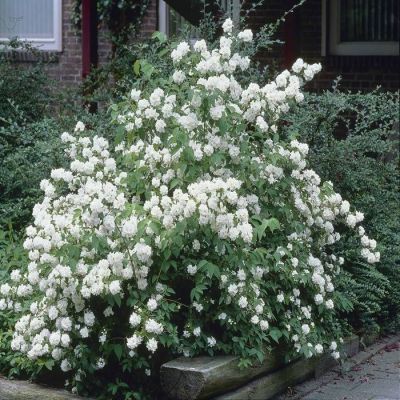 Philasdelphus Dame Blanche