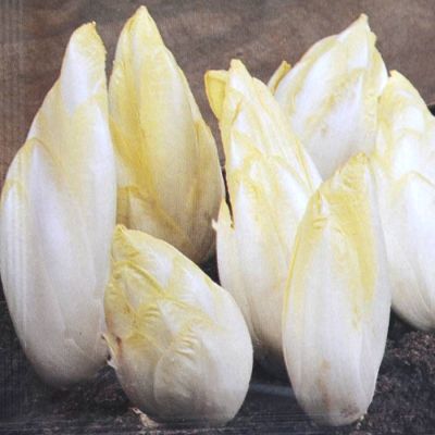 Chicory Zoom F1
