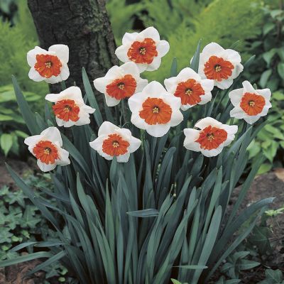 Narcissi large cupped Bella Vista