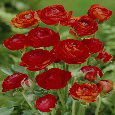 Ranunculus asiaticus Red v1 Ranunculus asiaticus Red v1
