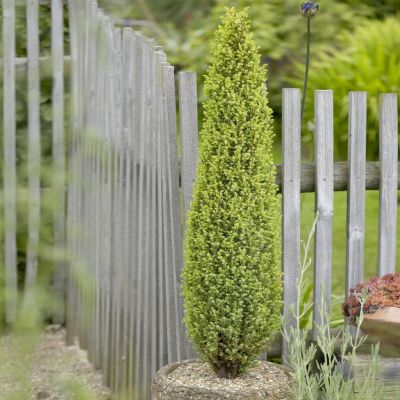 Juniperus communis compressa