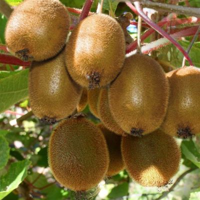 Actinidia-deliciosa-Jenny.jpg Actinidia-deliciosa-Jenny.jpg