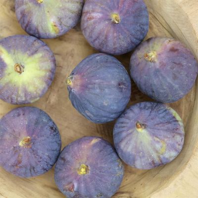 Fig ronde de bordeaux.jpg (Als) Fig ronde de bordeaux.jpg (Als)