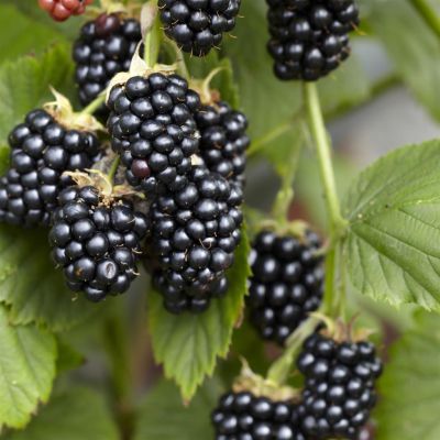 rubus black jewel.jpg (Als)