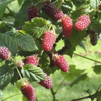 rubus tayberry.jpg rubus tayberry.jpg