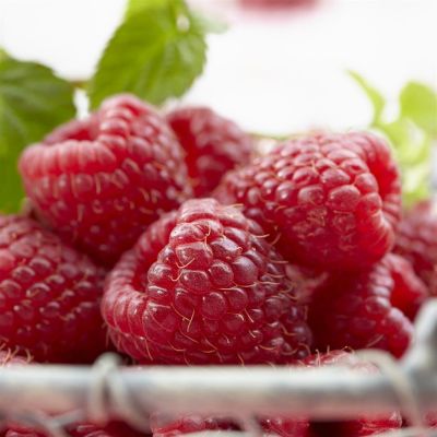 rubus willamette.jpg (Als)