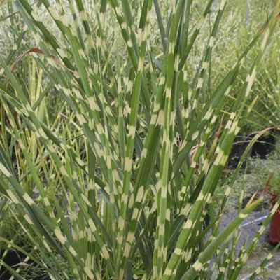 Miscanthus sinensis Strictus
