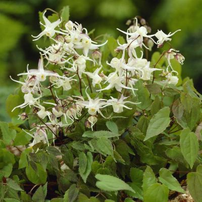 Epimedium grandiflorum