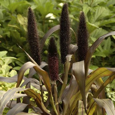 Pennisetum Purple Baron Pennisetum Purple Baron