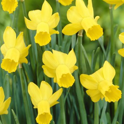 Narcissus Rapture Narcissus Rapture