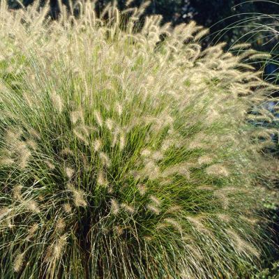 Pennisetum alopecuroides Hameln 2 Pennisetum alopecuroides Hameln 2