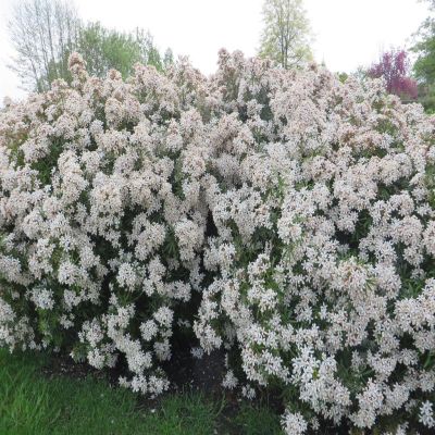 Choisya ternata WHITE DAZZLER Hedge Choisya ternata WHITE DAZZLER Hedge