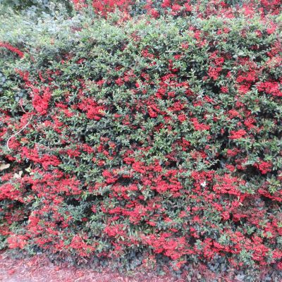 Pyracantha coccinea Red Column Hedge