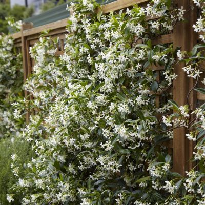 Trachelospermum jasminoides