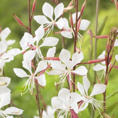 Gaura lindheimeri White V2