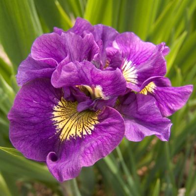 Iris Sibirica Double Standard Iris Sibirica Double Standard