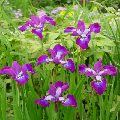 Iris Sibirica Roaring Jelly Iris Sibirica Roaring Jelly