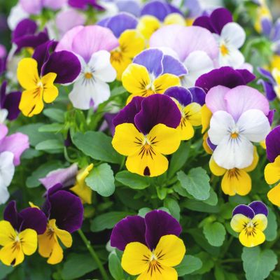 viola cornuta visi184104 viola cornuta visi184104