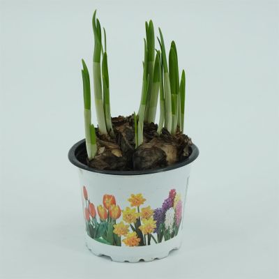 Narcisssus tete a tete