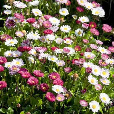 Bellis perennis mix Bellis perennis mix