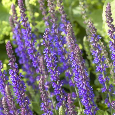 Salvia nemorosa ( Blaukonigin)