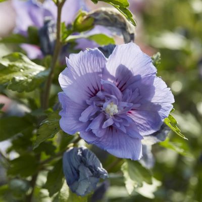 Hibiscus syriacus Blue Chiffon