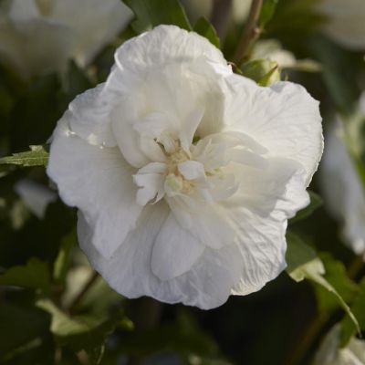 Hibiscus syriacus White Chiffon