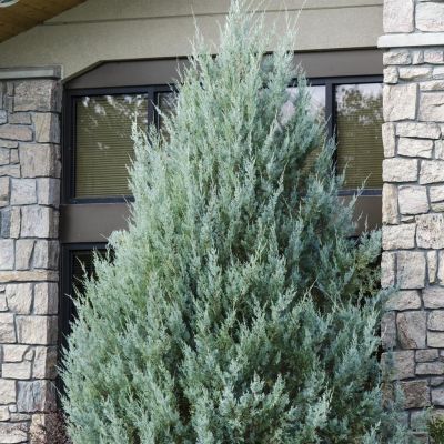 Juniperus scopulorum Wichita Blue(Moonglow)