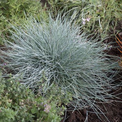 Festuca glauca (Eisvogel)